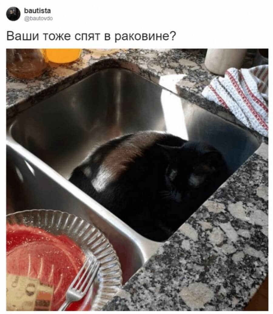 Коты — самые няшные и странные существа существа, получше, странных, няшных, множество, набралось, моментально, поддержали, питомцев, своих, фотографиями, делиться, предложил, своего, понять, решил, удивительные, Аргентины, сети из, пользователь