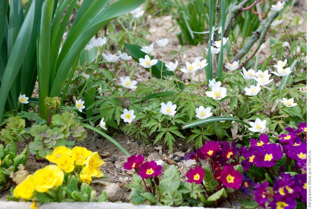 Сад непрерывного цветения - мечта, которую может осуществить каждый дача,ландшафтный дизайн,сад и огород