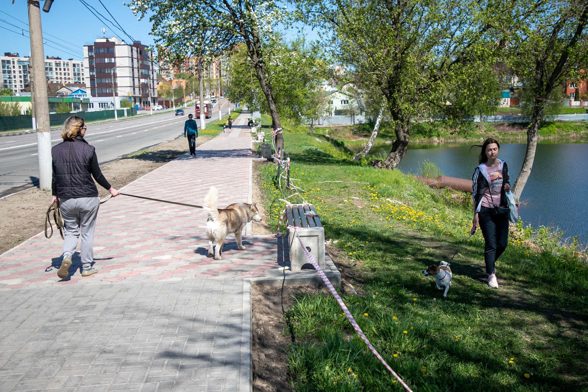 Выгул собак во дворе многоквартирного дома