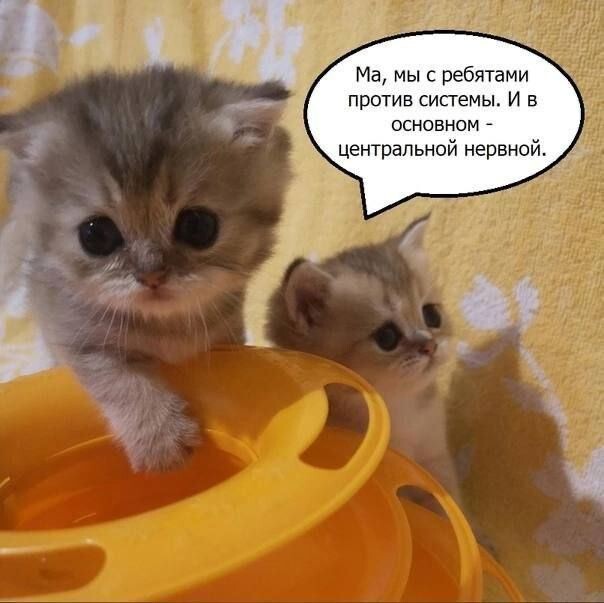 Прикольные мемы для хорошего настроения Прикольные мемы для хорошего настроения