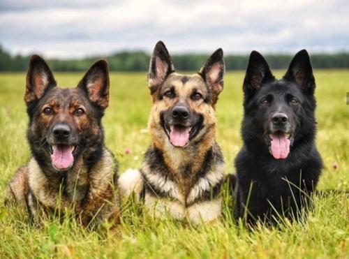 Нужно ли вязать собаку для здоровья