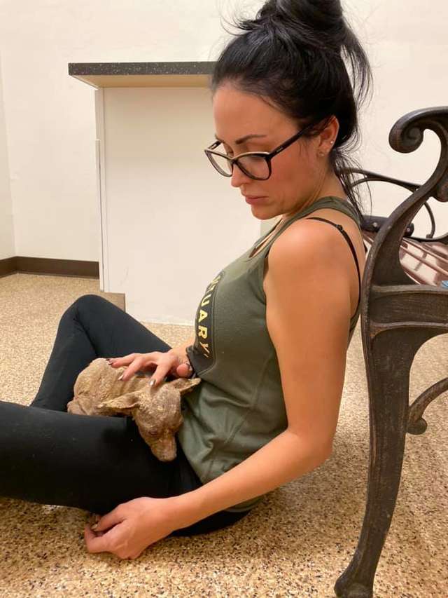 больная собака