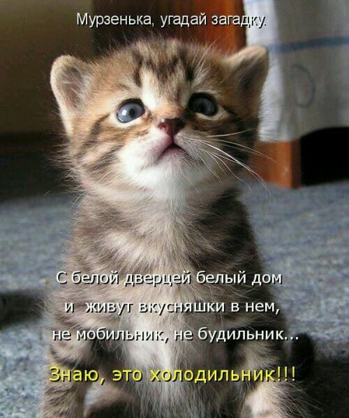 Муркотушки! демотиваторы,животные,позитив,Смешные животные