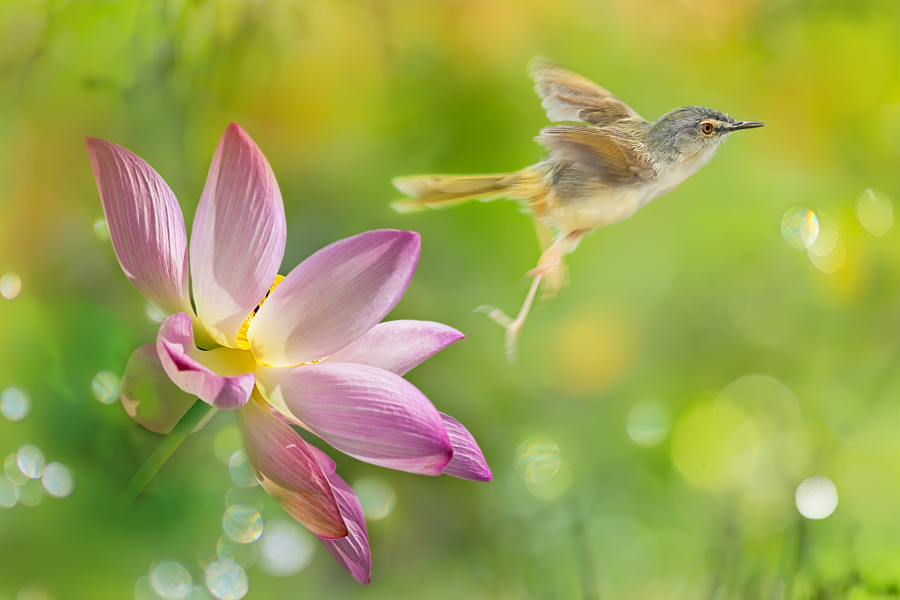 ～ Bugger Moment ～, автор — FuYi Chen на 500px.com