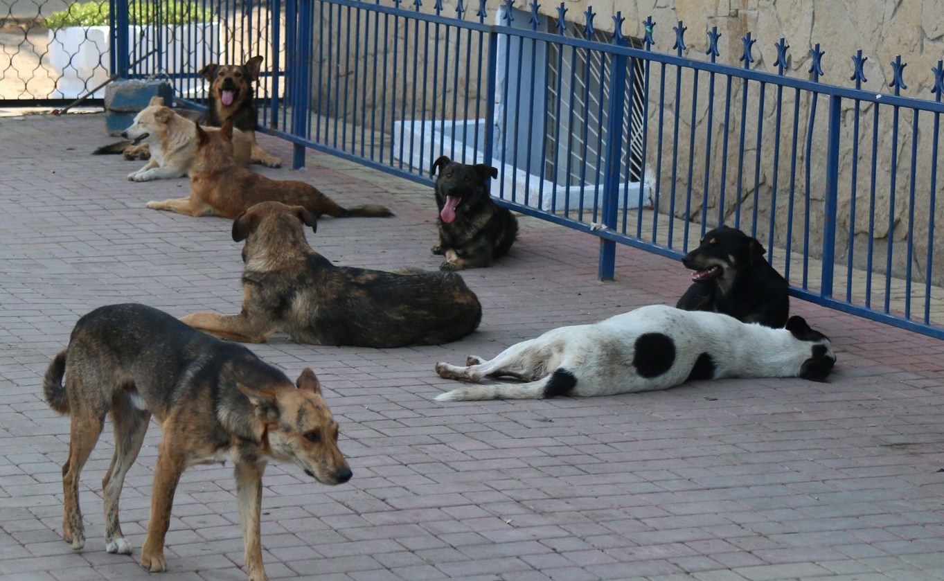 Фото бродячих собак на улице