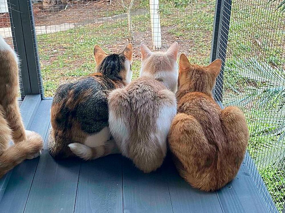 Очень смешные коты, которые собрались на совещание  evergreen,format-article,noindex,Развлечения