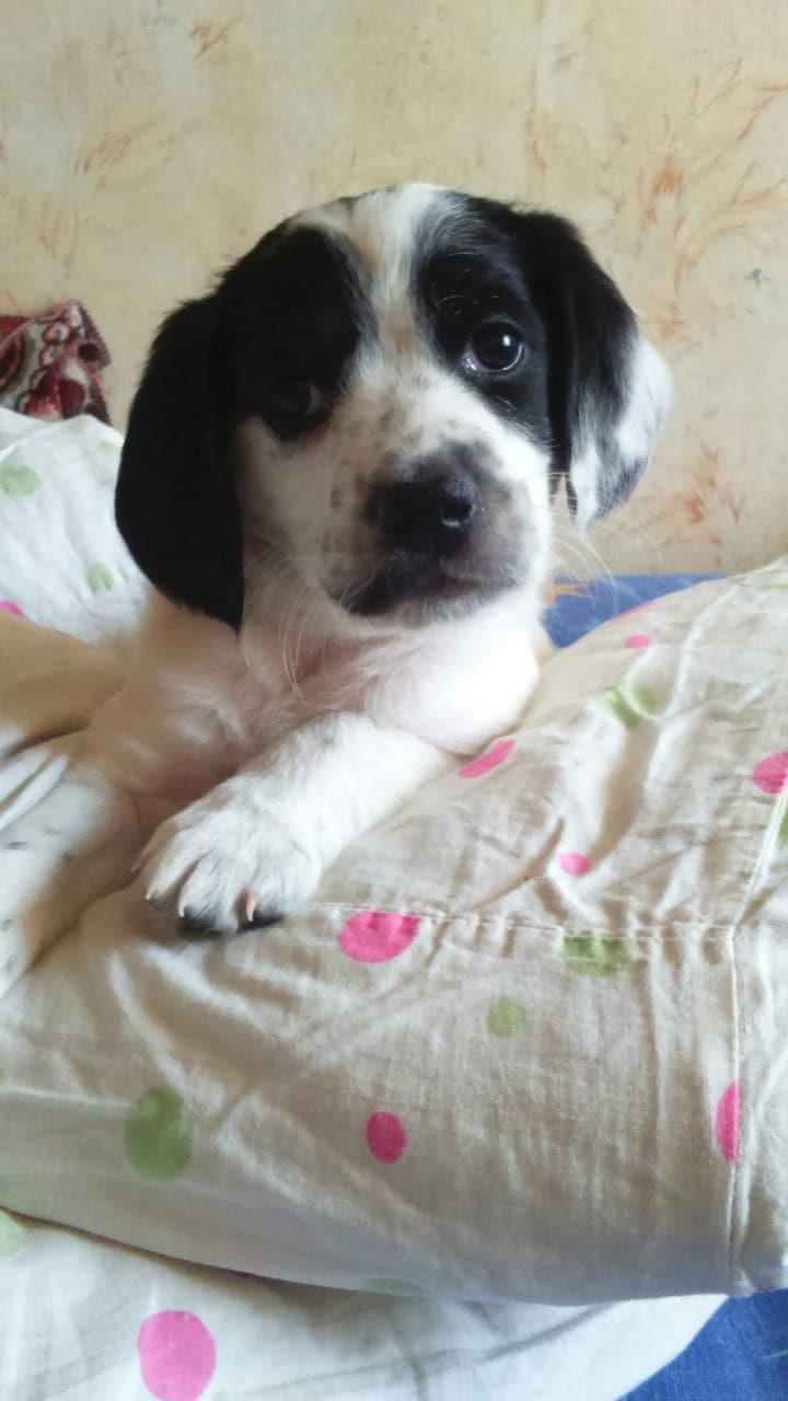 чёрно-белый щенок