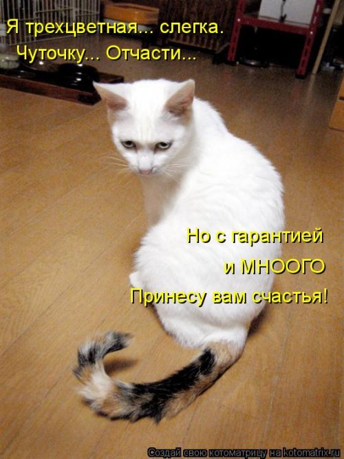 Котоматрицы недели Котоматрицы недели прикольные картинки