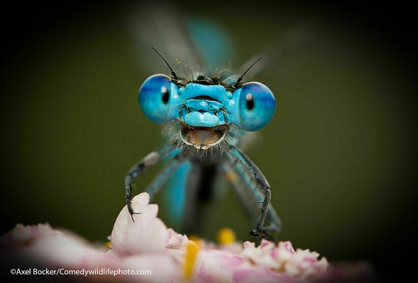 10 самых смешных снимков животных с конкурса Comedy Wildlife Photography