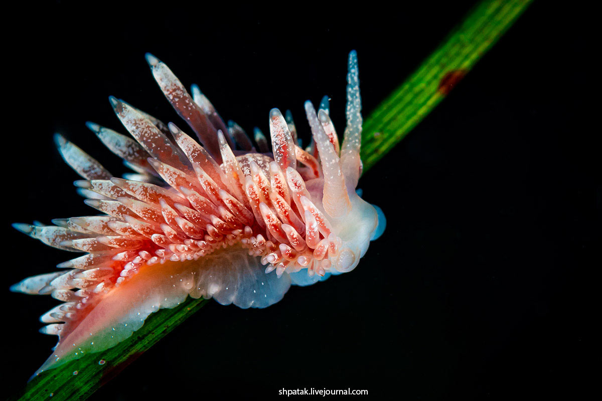 Голожаберный моллюск Flabellina borealis