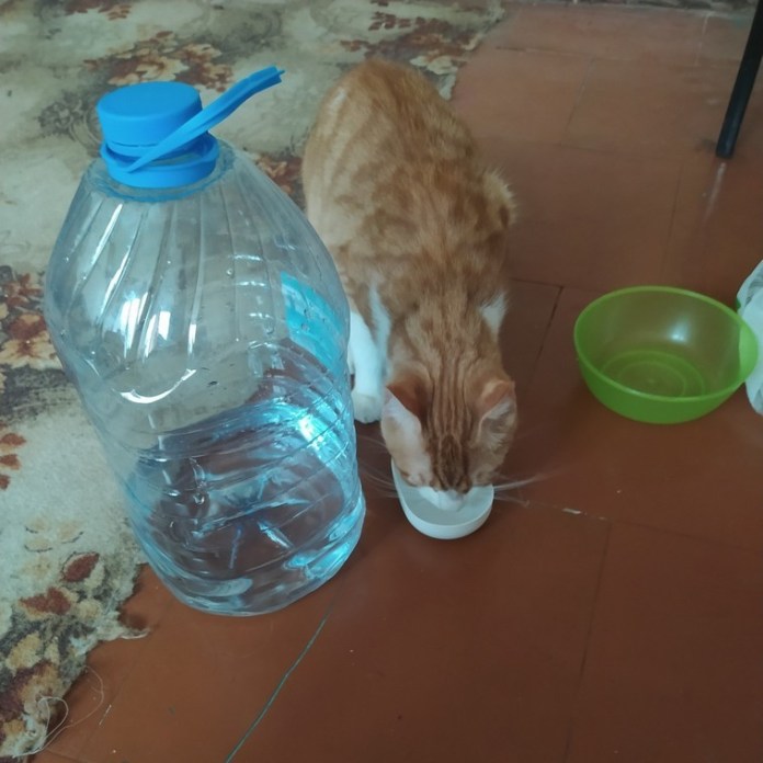 Без кота и жизнь не та