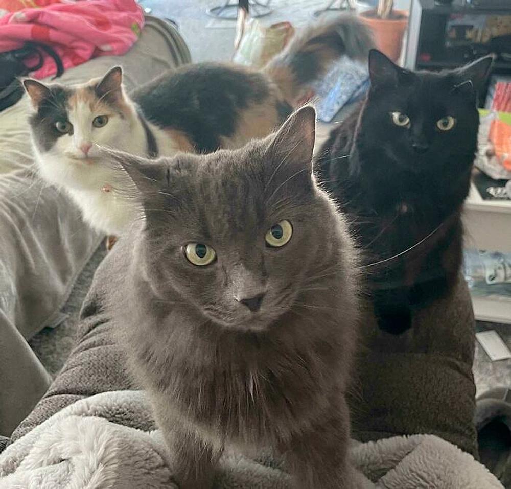 Очень смешные коты, которые собрались на совещание  evergreen,format-article,noindex,Развлечения