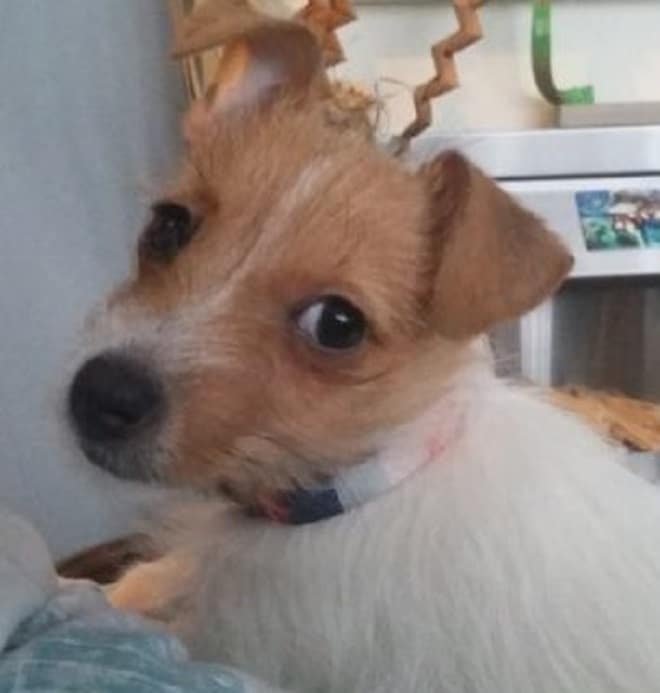 Подросток схватил в руки щенка и бросился бежать прочь, а маленький хозяин собаки остался ни с чем