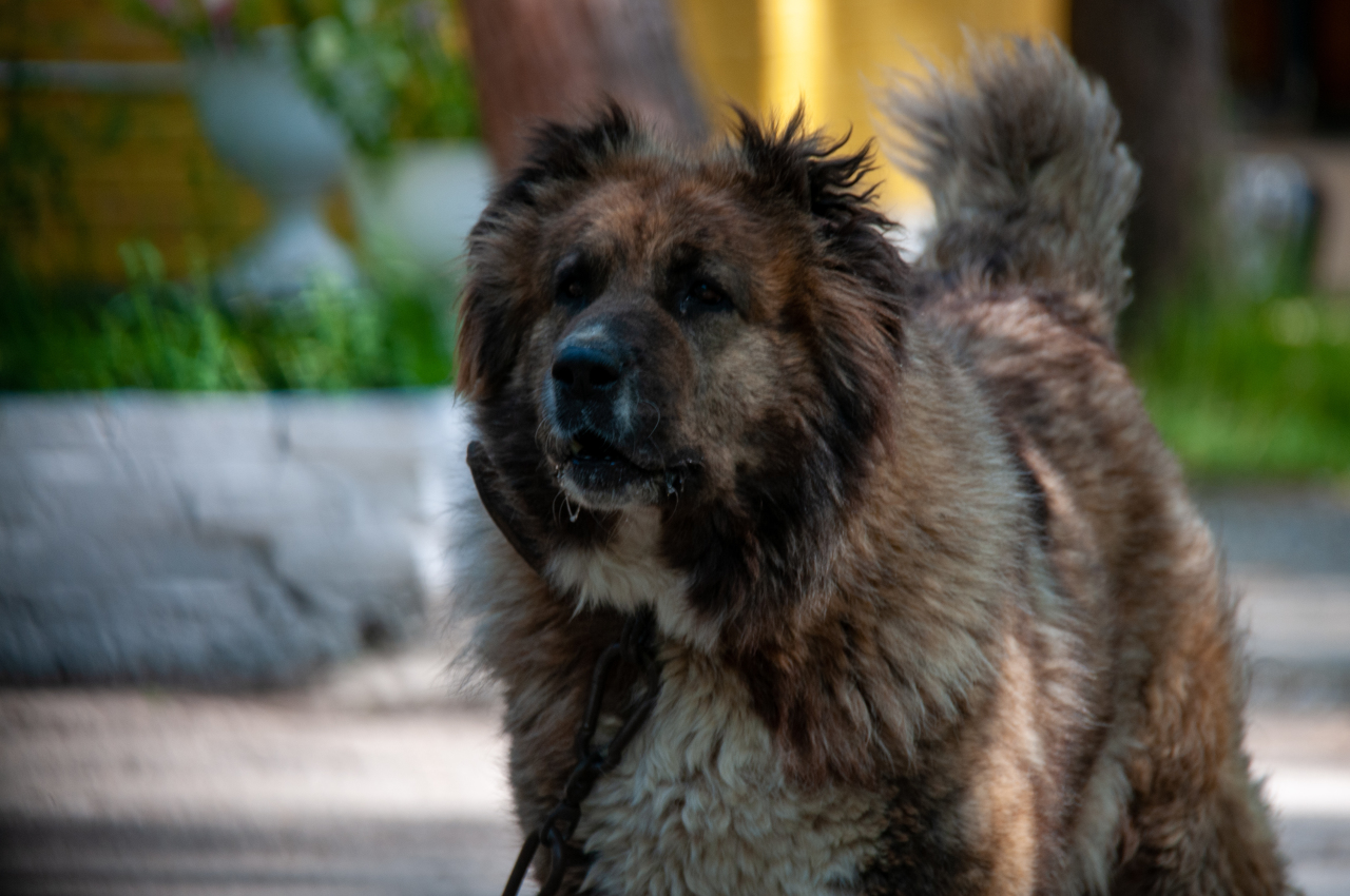 Стая бездомных собак напала на девочку в Сибири. Спасать ребёнка бросился случайный прохожий