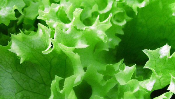 Листья салата. Архивное фото