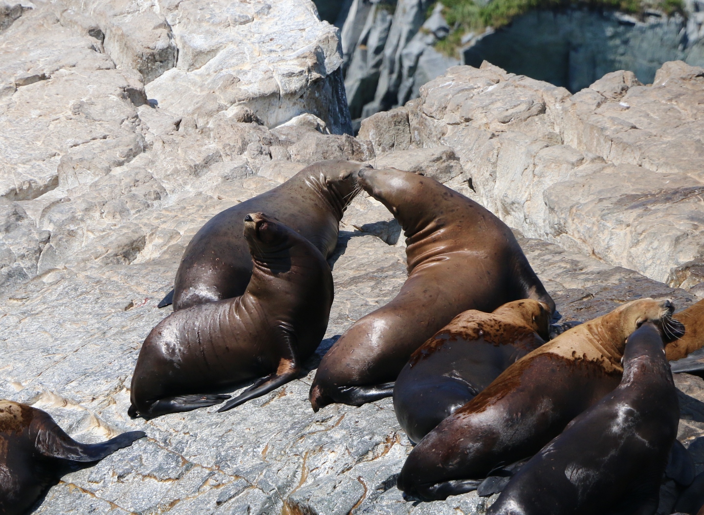 Камчатка. Часть 1-я. Вдоль камчатского берега - великолепие пейзажей и удивительный животный мир прибрежных вод. 