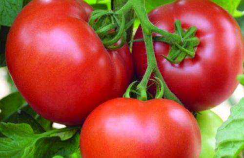 Секреты хорошего урожая томатов.