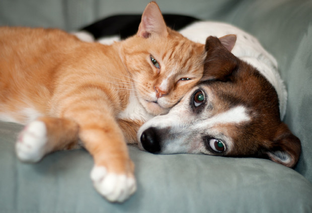 Зовите психолога: породы собак и кошек с самым сложным характером домашние животные,наши любимцы