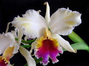 Орхидеи каттлея