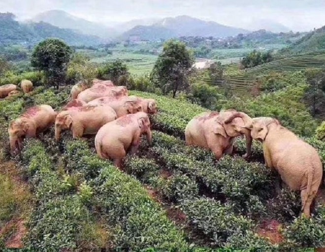 Стая слонов