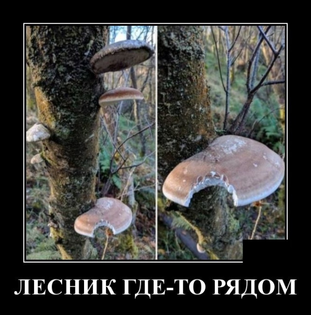 Свежие и забавные демотиваторы на выходные Свежие и забавные демотиваторы на выходные демотиваторы свежие,прикольные картинки,смешные демотиваторы,смешные комментарии,фото приколы,юмор