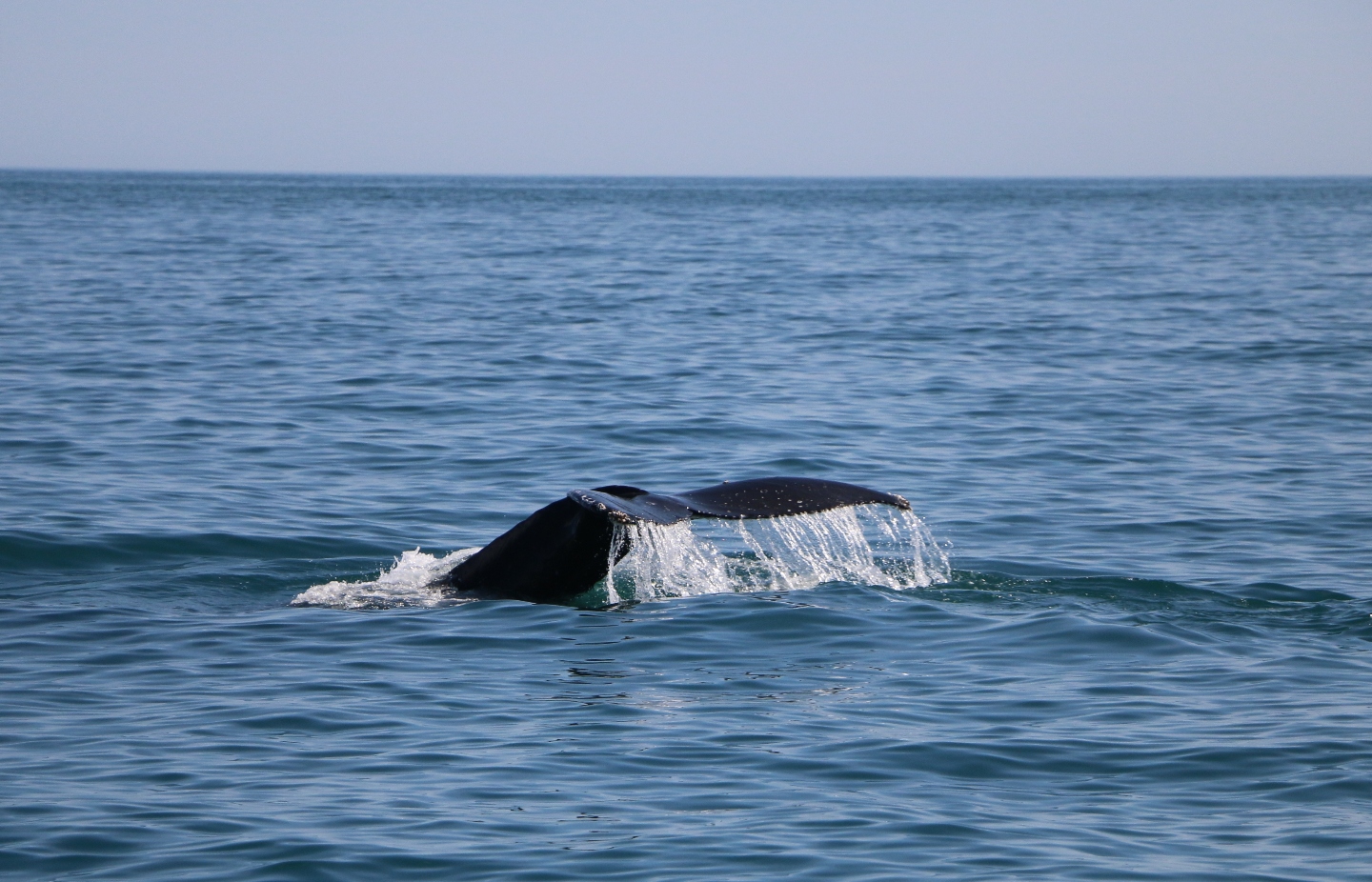 Камчатка. Часть 1-я. Вдоль камчатского берега - великолепие пейзажей и удивительный животный мир прибрежных вод. 