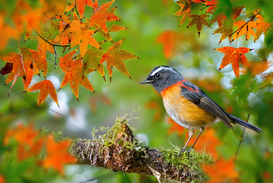 Collared Bush Robin, автор — FuYi Chen на 500px.com