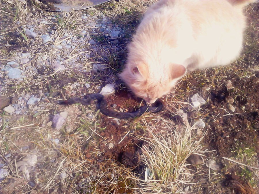 кошка и змея