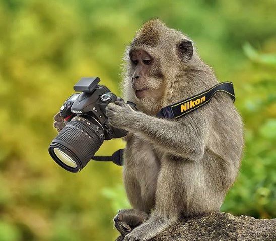 Прикольные картинки и красочные фотографии для улыбки 