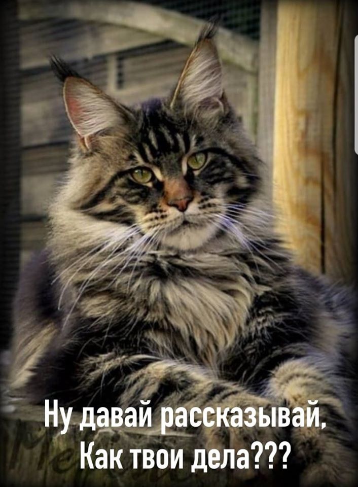 Муркотушки! демотиваторы,животные,позитив,Смешные животные