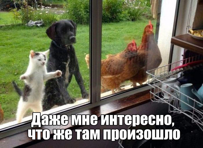 Смешные картинки к 1 сентября с животными до слез, картинки
