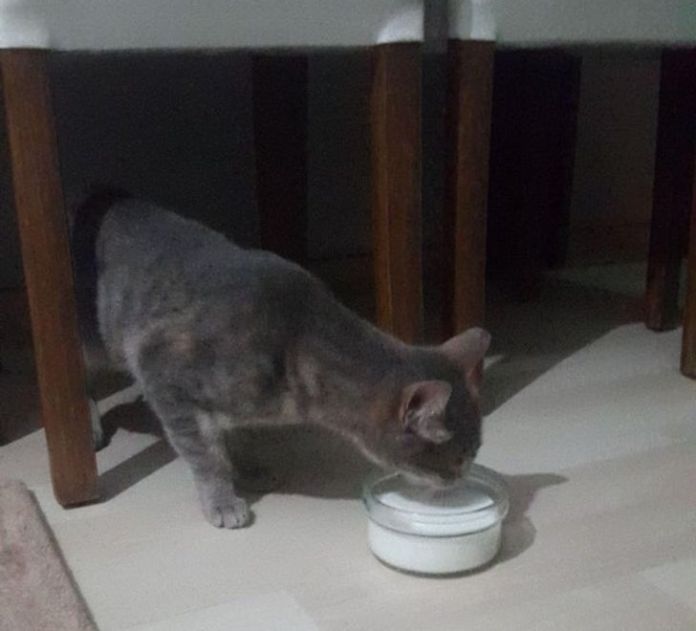 Без кота и жизнь не та