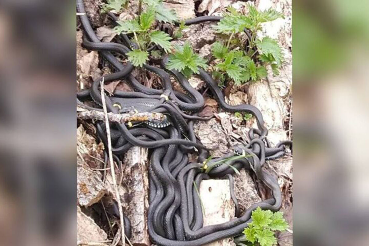 В Ярославной области мужчина нашел гигантский клубок змей, греющихся на солнце
