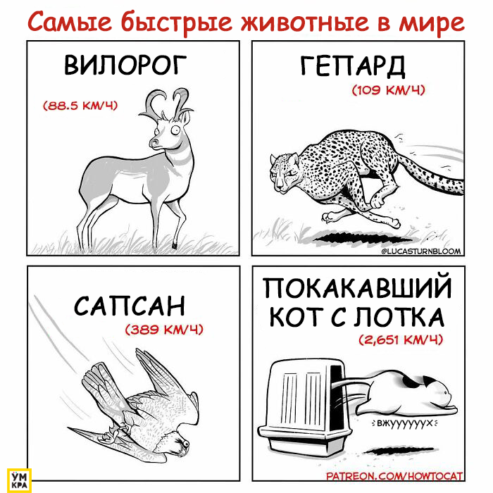 16 смешных комиксов о кошечьей придурошности, которые поймут все, у кого есть кошки 