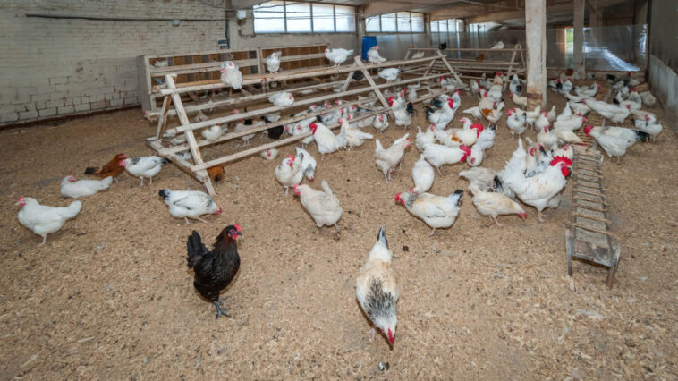 Россельхознадзор запретил поставки птицеводческой продукции из двух департаментов Франции