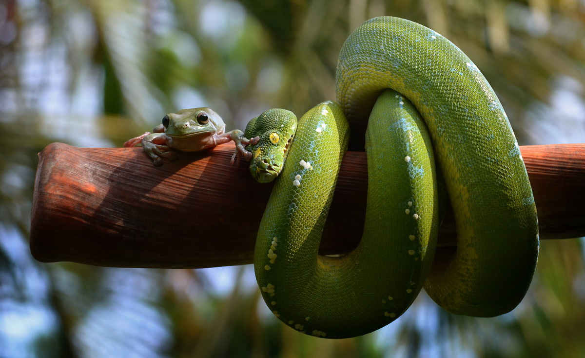Толстая жизнь животных. Живность в Тайланде. Смешные змеи. Тайланд животный мир. Удивительный мир животных.