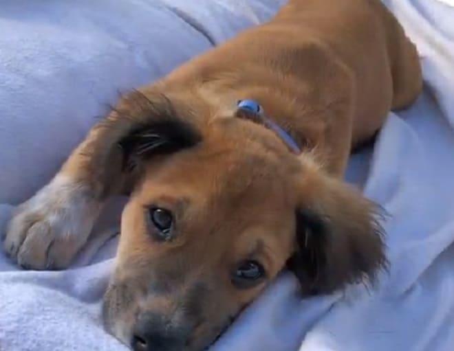 Щенок лежит