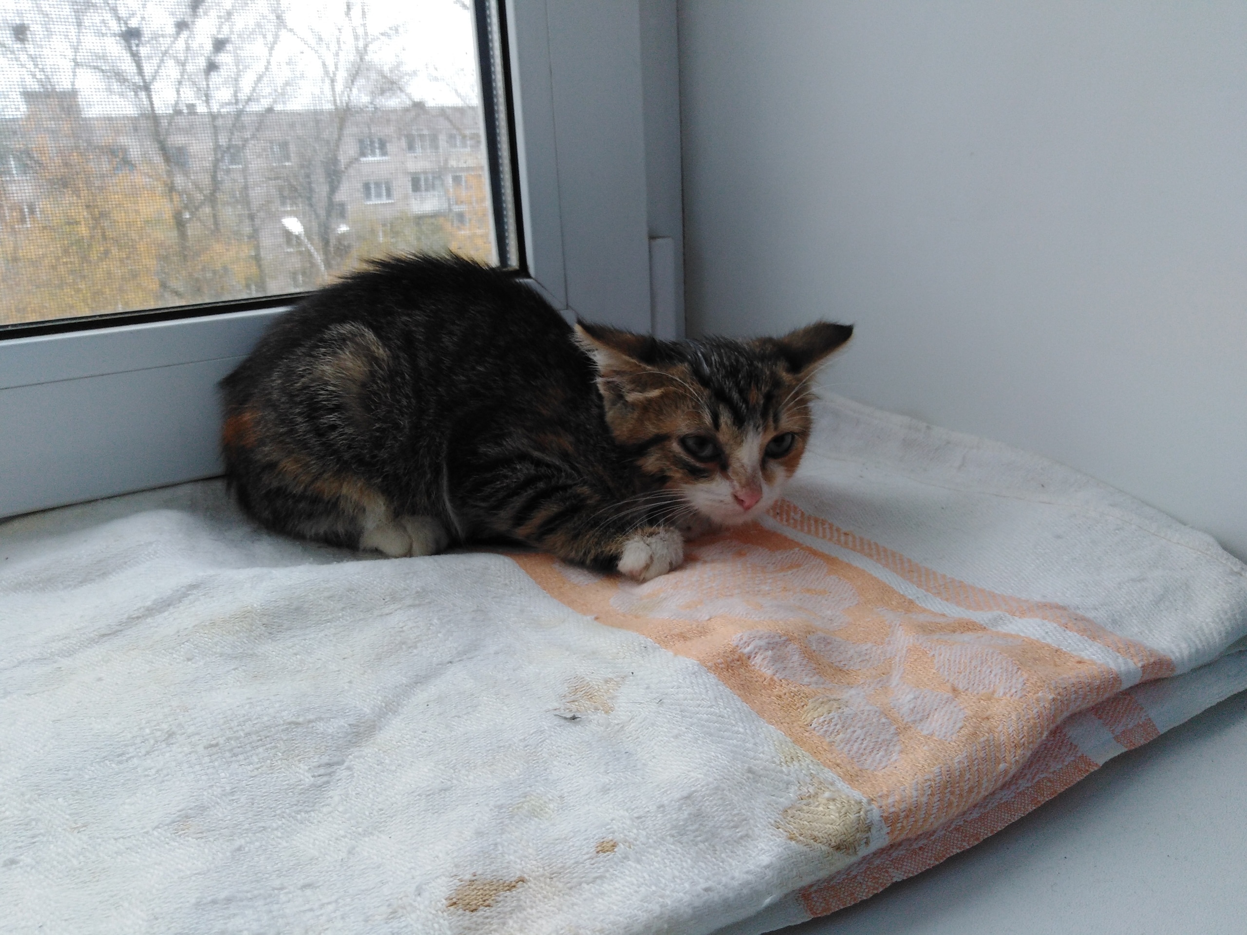 котёнок на подоконнике