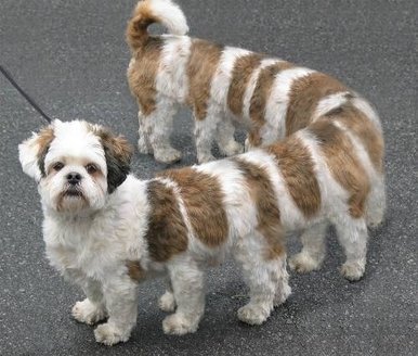 Спецслужбы рассекретили фотоулики маскировки пришельцев под собак! 