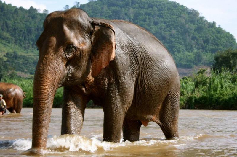 Животные Тайланда: список с фото редких, почитаемых и опасных представителей фауны