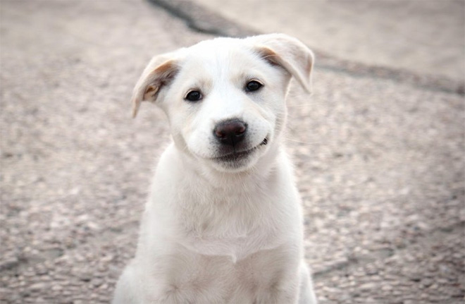 «Собаки-улыбаки». Жизнь любит тех, кто ей улыбается «Собаки-улыбаки». Жизнь любит тех, кто ей улыбается
