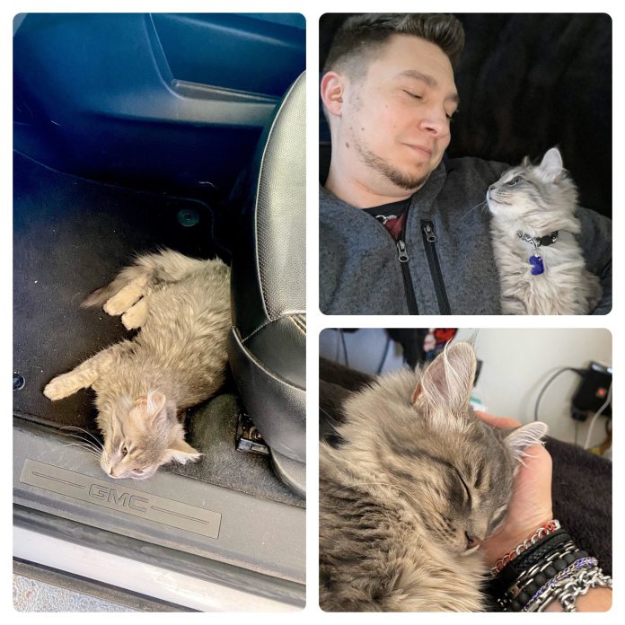 Без кота и жизнь не та