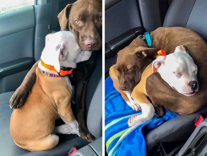 20 домашних зверушек, как источник любви и ласки для всего и всея 20 домашних зверушек, как источник любви и ласки для всего и всея не всё так грустно