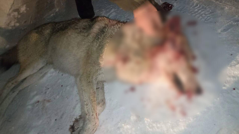 Волк покусал четырех жителей курганского поселка, один погиб