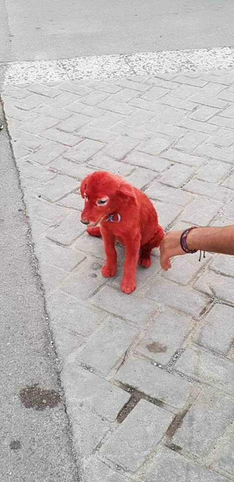 щенок красного цвета