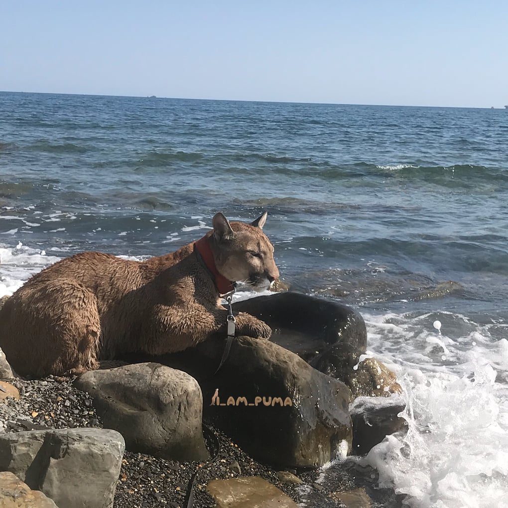 Пара забрала пуму из саранского контактного зоопарка и превратила её в разбалованного домашнего кота Пара забрала пуму из саранского контактного зоопарка и превратила её в разбалованного домашнего кота животные