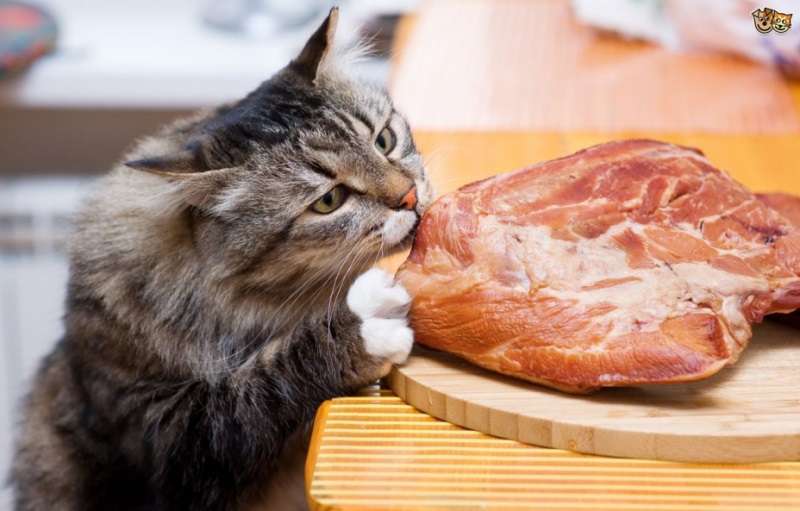 Британцев за попытки сделать из кошек вегетарианцев могут привлечь к ответственности