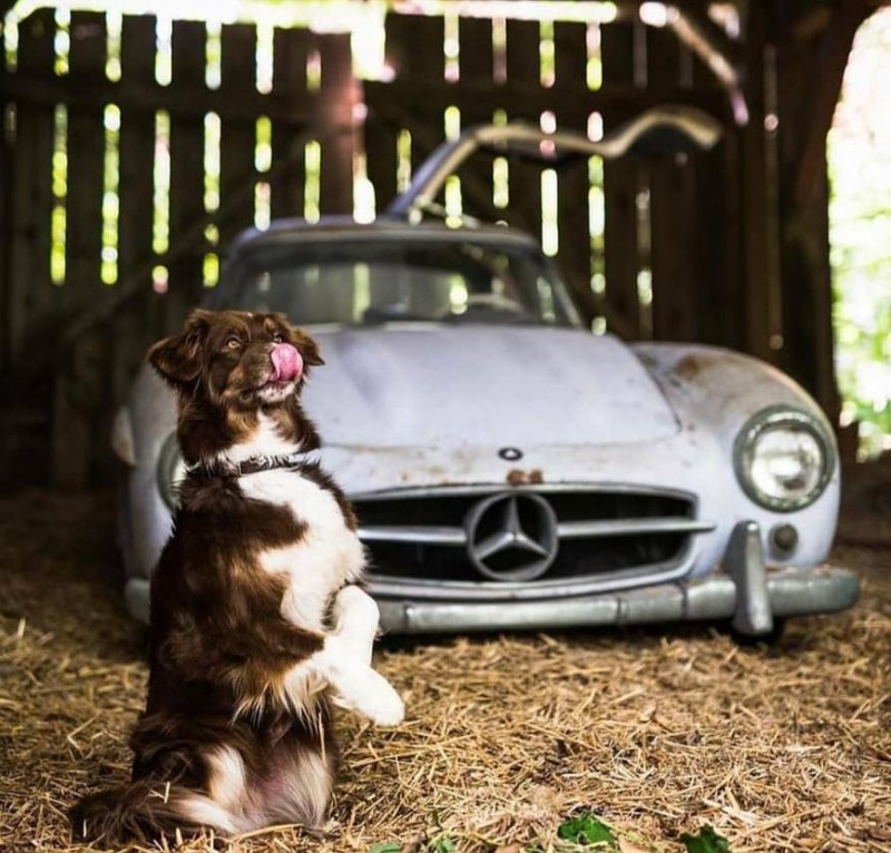 Развенчание красивой легенды о Mercedes 300 SL "Gullwing", найденном в заброшенном сарае