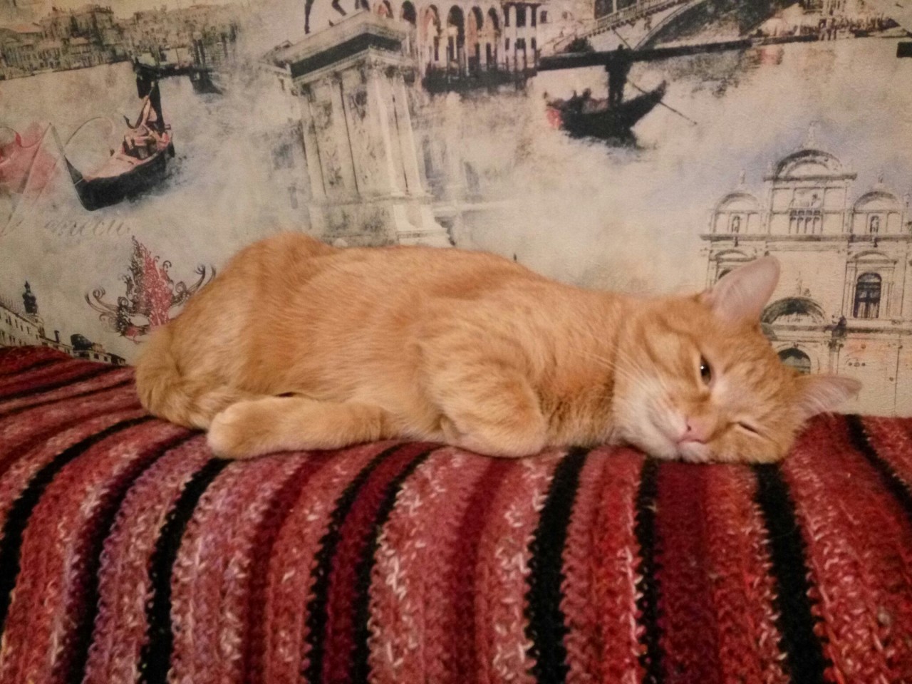 Большой рыжий кот на диване