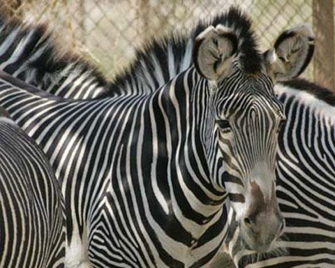 Где живет зебра: полосатые факты